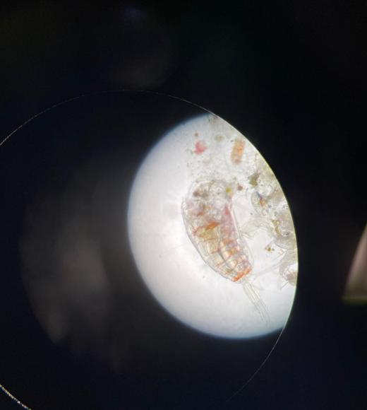Plankton on a viewing plate of a microscope